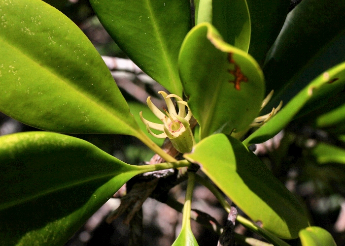 Australian Coastal Plants Rhizopheraceae
